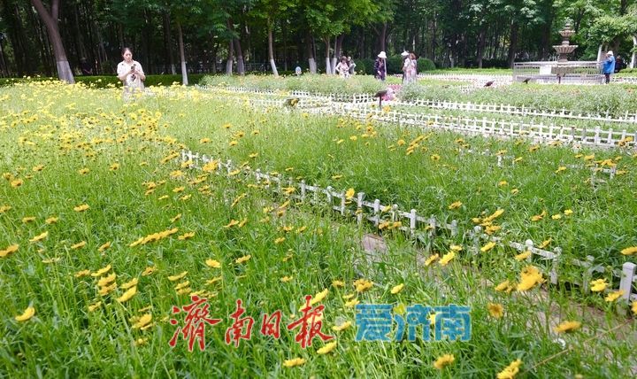 泉城五月花事浓!济南花圃公园化身“天然调色盘”
