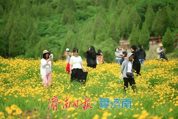 一年四季 泉在济南丨一年一度别错过!初夏时节泉城金鸡菊花海美爆了