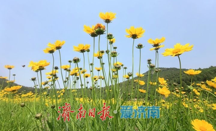 一年四季 泉在济南丨一年一度别错过!初夏时节泉城金鸡菊花海美爆了