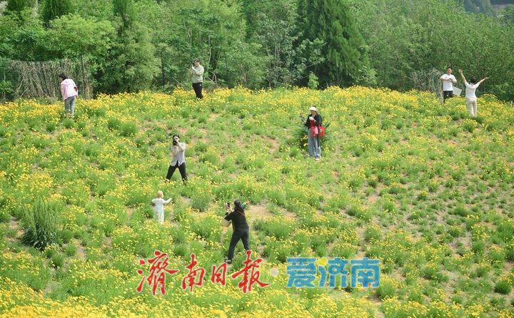一年四季 泉在济南丨一年一度别错过!初夏时节泉城金鸡菊花海美爆了