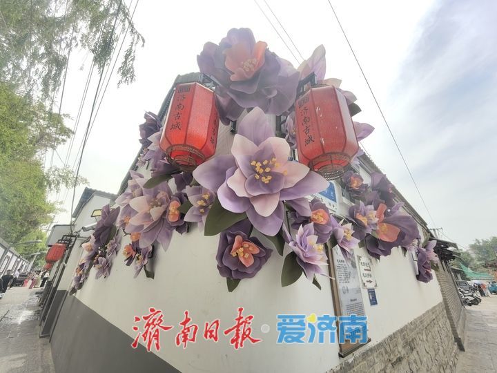 一年四季 泉在济南丨“花开满墙”，济南老街新添亮眼风景线