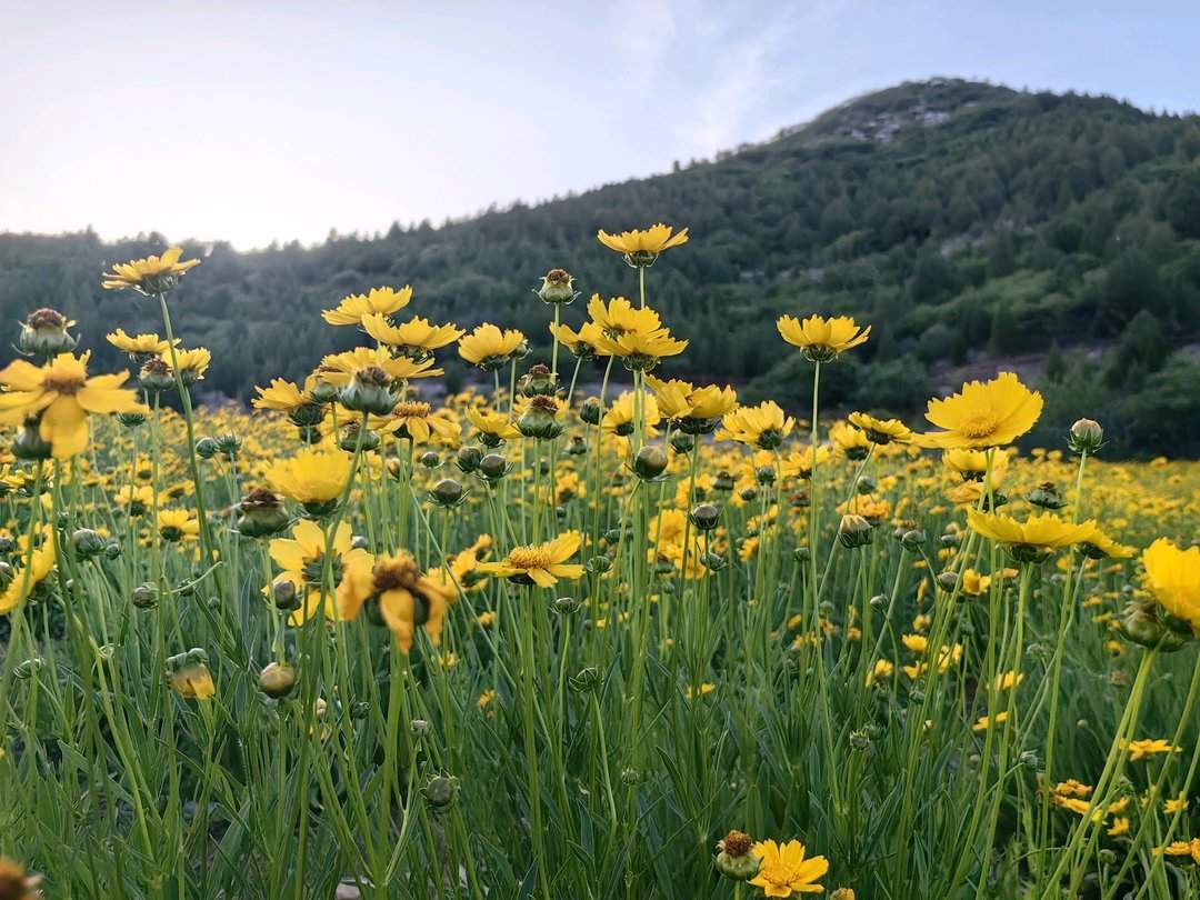 太出片了!济南这片宛如油画的花海进入盛花期,不要错过