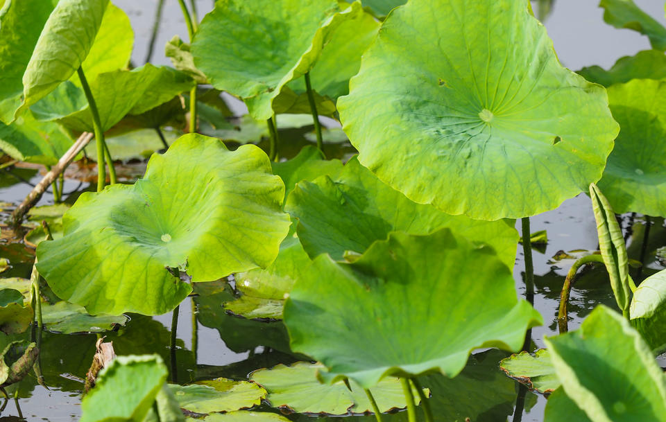 一年四季 泉在济南丨大明湖初夏画卷：荷叶尖尖，水鸟翩跹