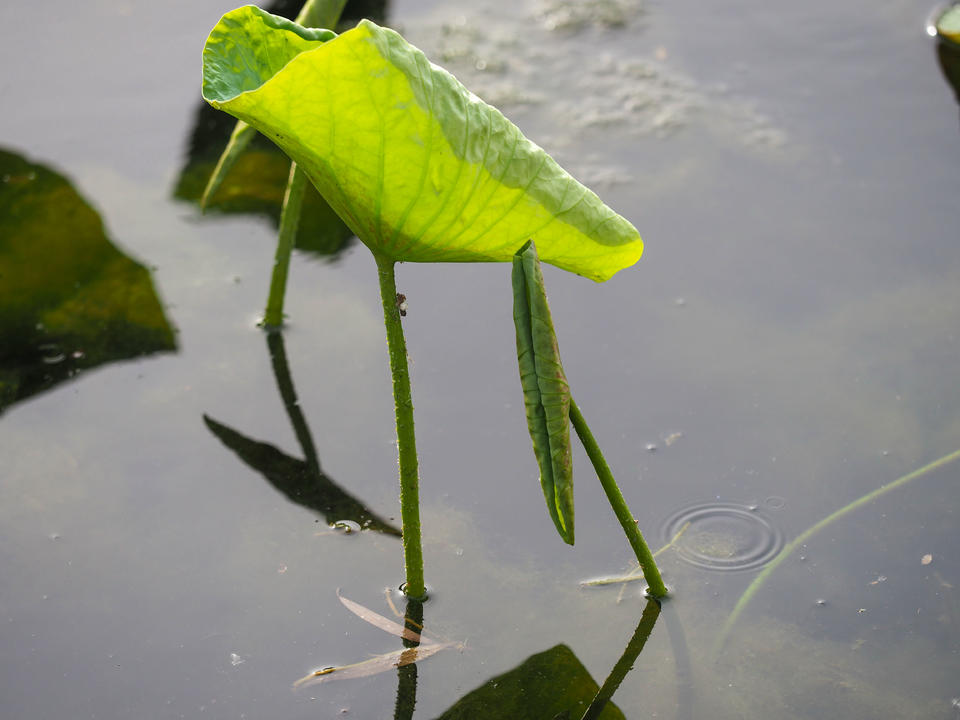 一年四季 泉在济南丨大明湖初夏画卷：荷叶尖尖，水鸟翩跹