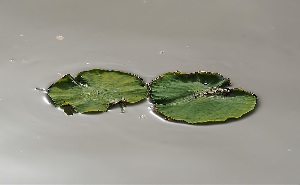 一年四季 泉在济南丨大明湖初夏画卷：荷叶尖尖，水鸟翩跹