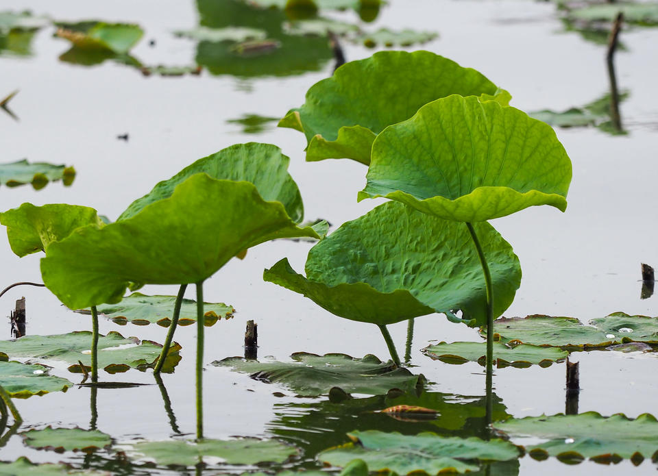 一年四季 泉在济南丨大明湖初夏画卷：荷叶尖尖，水鸟翩跹