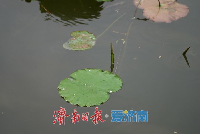 一年四季 泉在济南丨碧荷初露新装,大明湖铺展翠色锦缎
