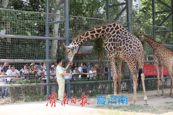 一年四季 泉在济南|济南动物园开启动物“益智食光”