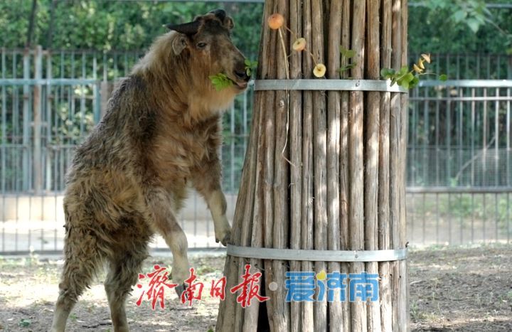 一年四季 泉在济南|济南动物园开启动物“益智食光”