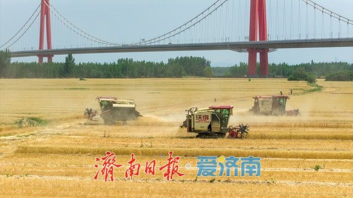 济南起步区麦香遍野织锦时 农机如梭收割忙