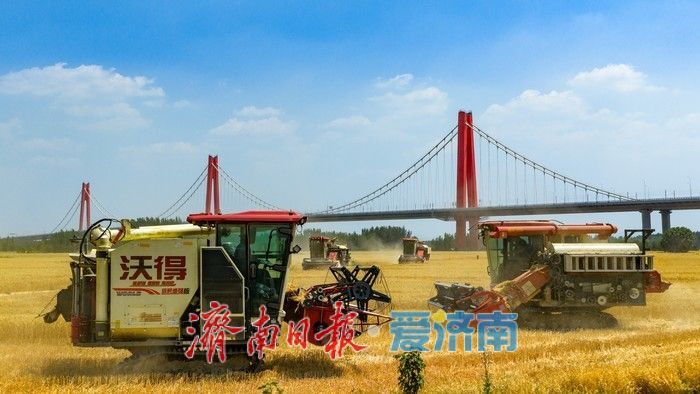 济南起步区麦香遍野织锦时 农机如梭收割忙