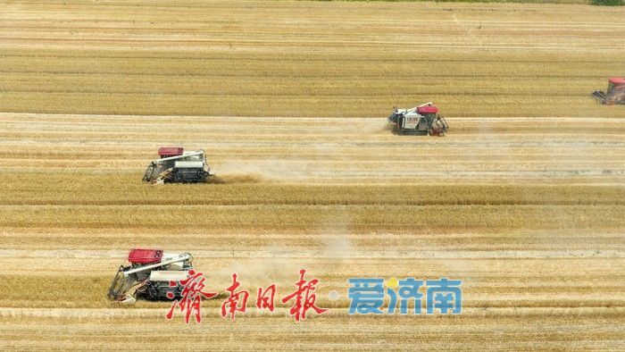 济南起步区麦香遍野织锦时 农机如梭收割忙