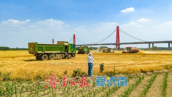 济南起步区麦香遍野织锦时 农机如梭收割忙