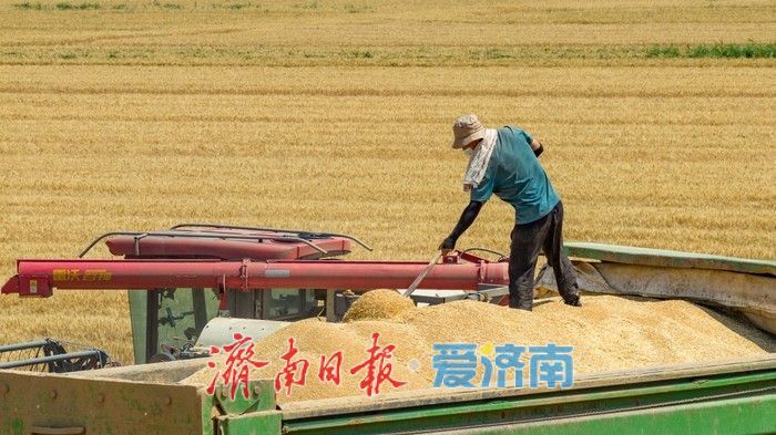 济南起步区麦香遍野织锦时 农机如梭收割忙