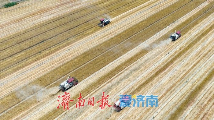 济南起步区麦香遍野织锦时 农机如梭收割忙
