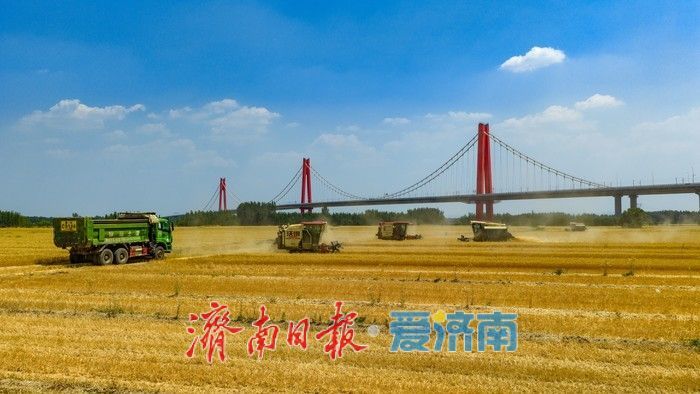 济南起步区麦香遍野织锦时 农机如梭收割忙