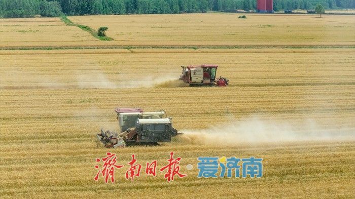 济南起步区麦香遍野织锦时 农机如梭收割忙