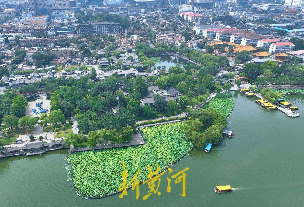 一年四季 泉在济南丨接天莲叶无穷碧！一池荷叶 济南盛夏到来