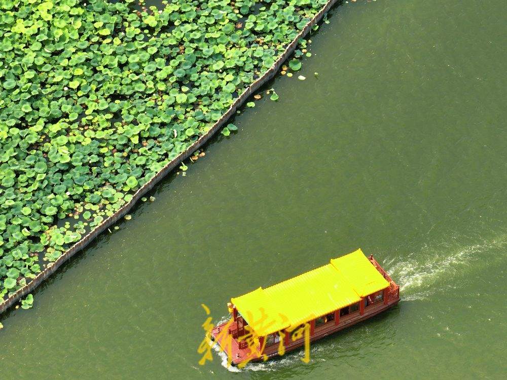 一年四季 泉在济南丨接天莲叶无穷碧！一池荷叶 济南盛夏到来