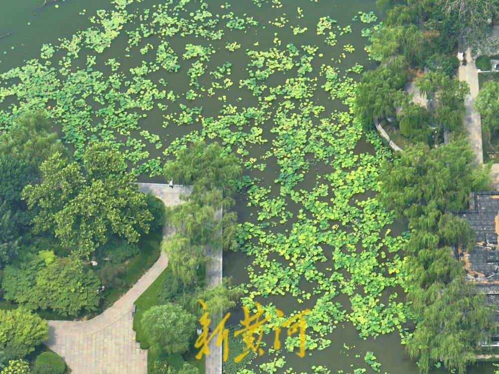 一年四季 泉在济南丨接天莲叶无穷碧！一池荷叶 济南盛夏到来