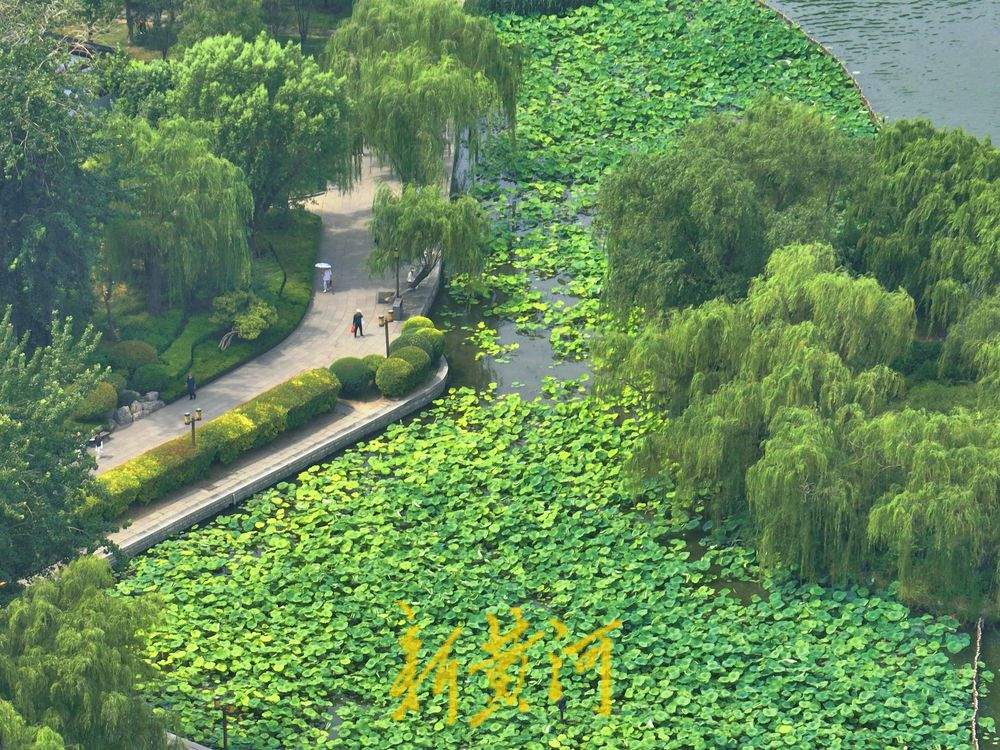 一年四季 泉在济南丨接天莲叶无穷碧！一池荷叶 济南盛夏到来