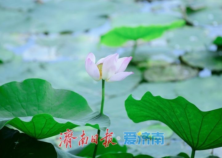 一年四季 泉在济南丨荷红叶绿满城香,大明湖首批荷花盛夏绽放