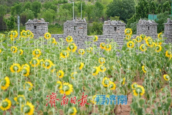 千年雄关花海盛放,古长城焕发新生机