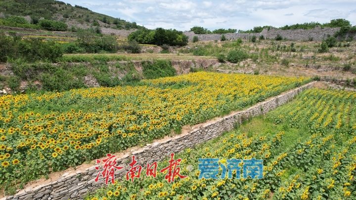 千年雄关花海盛放,古长城焕发新生机