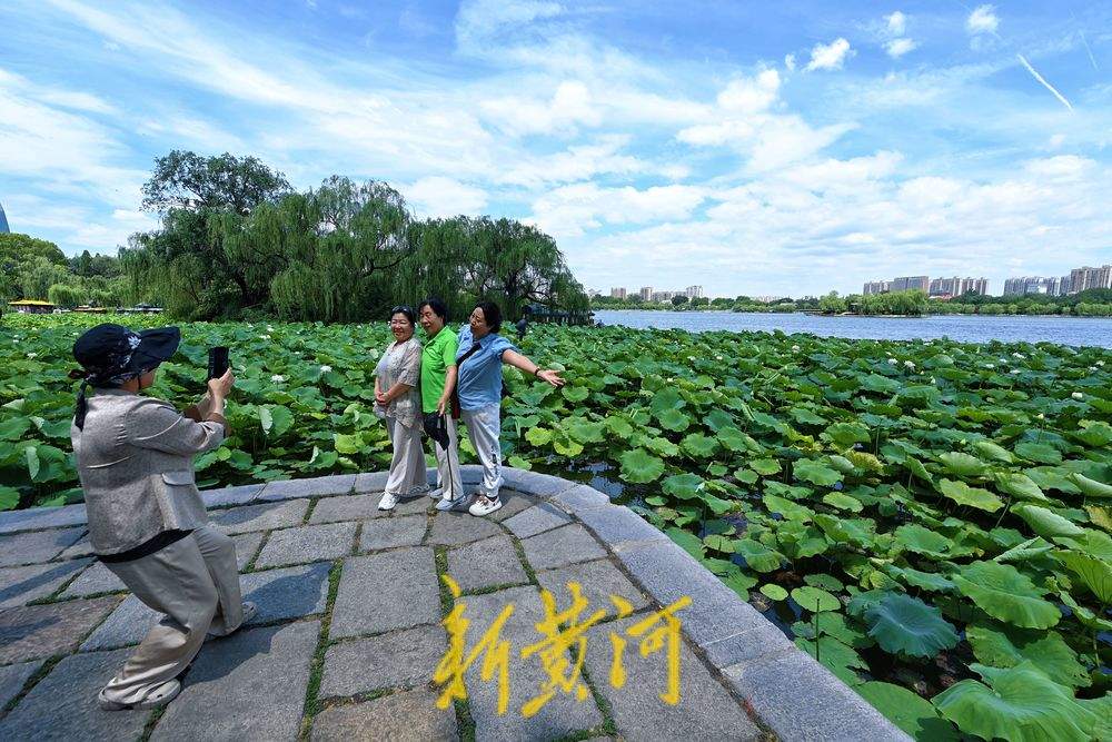 盛夏限定美景 济南明湖荷田映蓝天