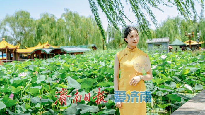 一年四季 泉在济南丨济南大明湖:夏日美景醉泉城 满眼画意纳清凉