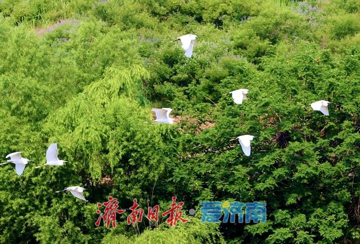济南玉符河畔生态和谐鹭鸟欢
