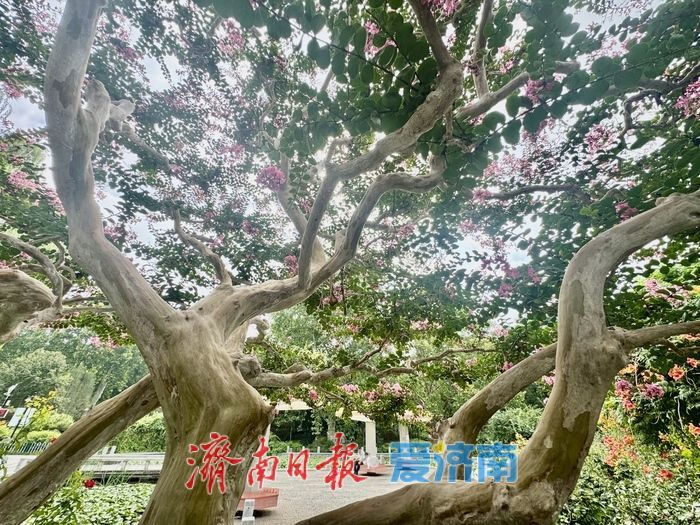 一株紫薇绽芳华 点亮济南初秋好景致