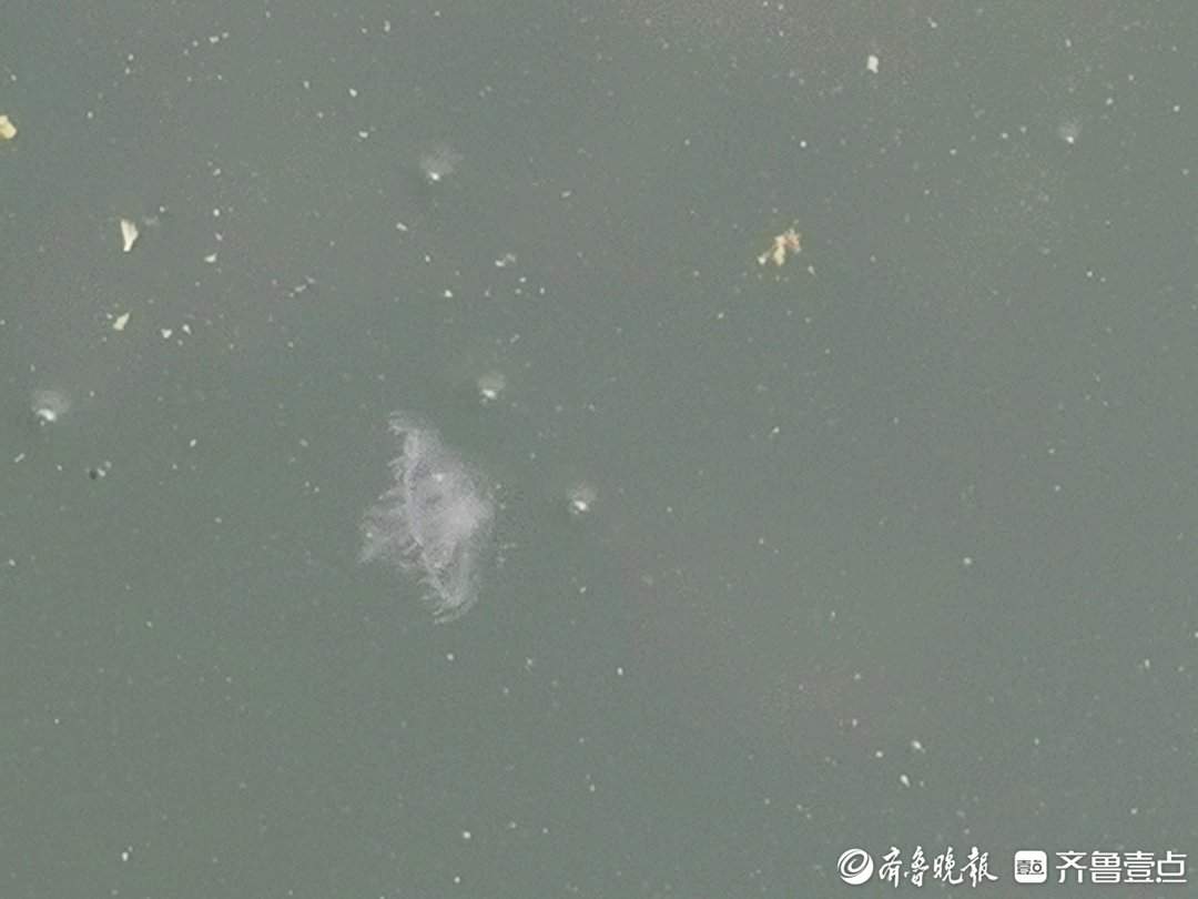 济南卧牛山公园发现“水中大熊猫”桃花水母