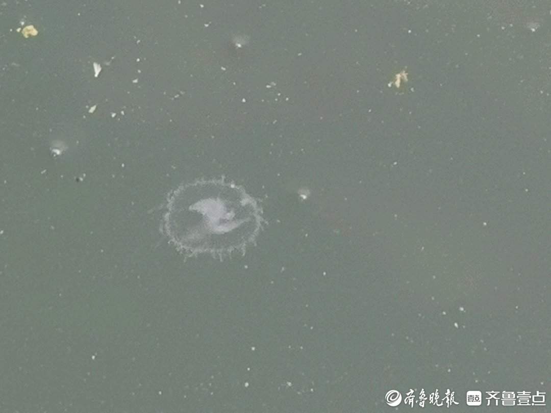 济南卧牛山公园发现“水中大熊猫”桃花水母