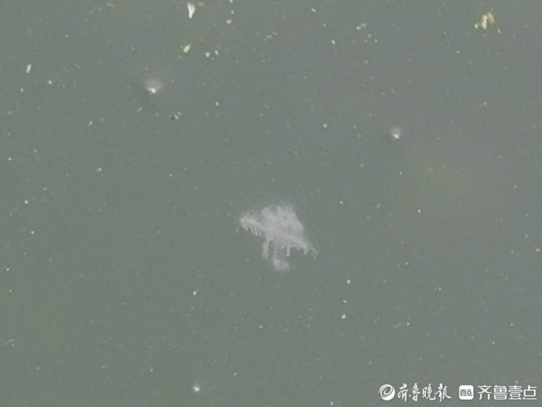 济南卧牛山公园发现“水中大熊猫”桃花水母