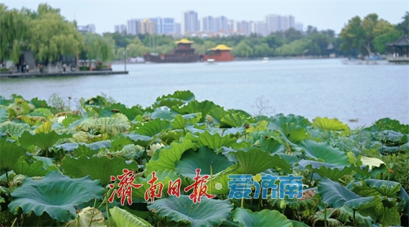 一年四季 泉在济南丨大明湖畔秋高气爽，游客驻足赏秋荷