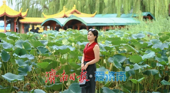 一年四季 泉在济南丨大明湖畔秋高气爽，游客驻足赏秋荷
