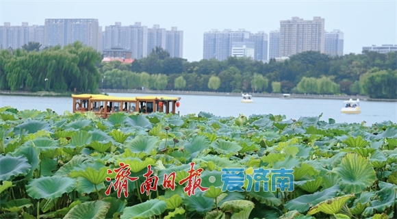 一年四季 泉在济南丨大明湖畔秋高气爽，游客驻足赏秋荷