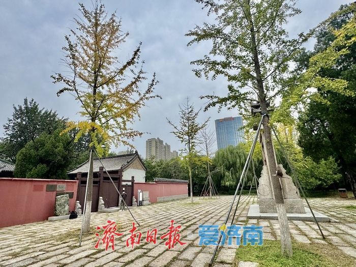 初秋济南兴福寺：银杏撒金映古建 绘就城市诗意画卷