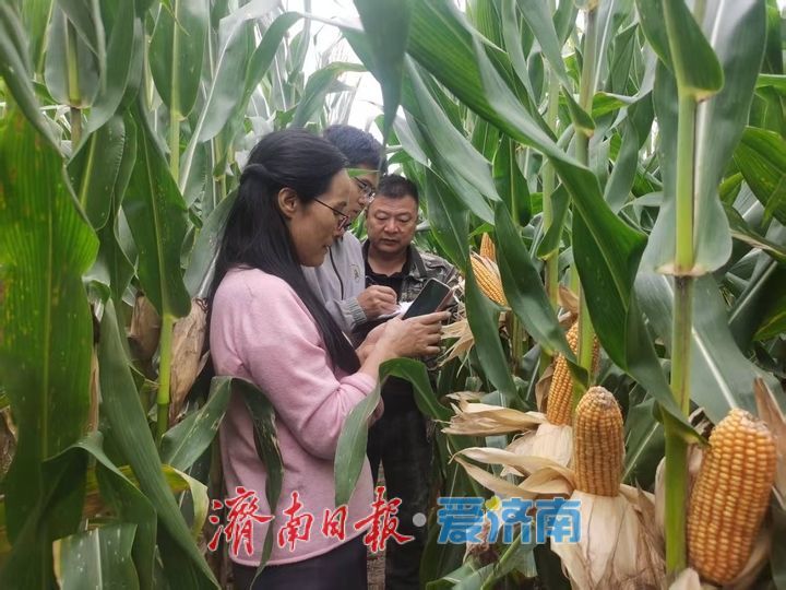 济南应对“三秋”连续降雨,全力保障秋粮归仓秋种顺利