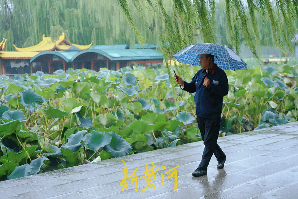 秋雨霏霏，大明湖秋荷引游人驻足