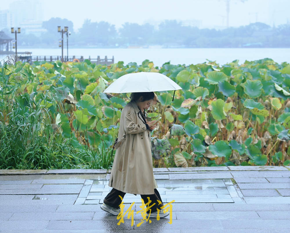 秋雨霏霏，大明湖秋荷引游人驻足