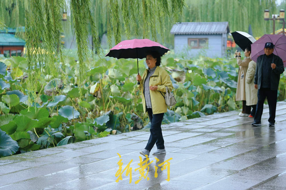 秋雨霏霏，大明湖秋荷引游人驻足