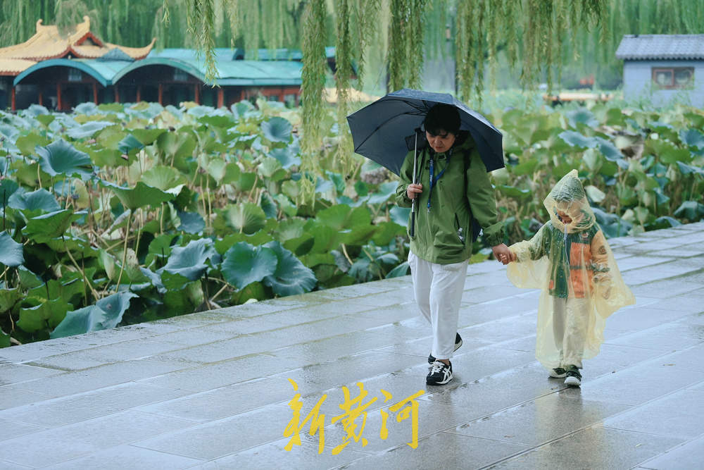 秋雨霏霏，大明湖秋荷引游人驻足