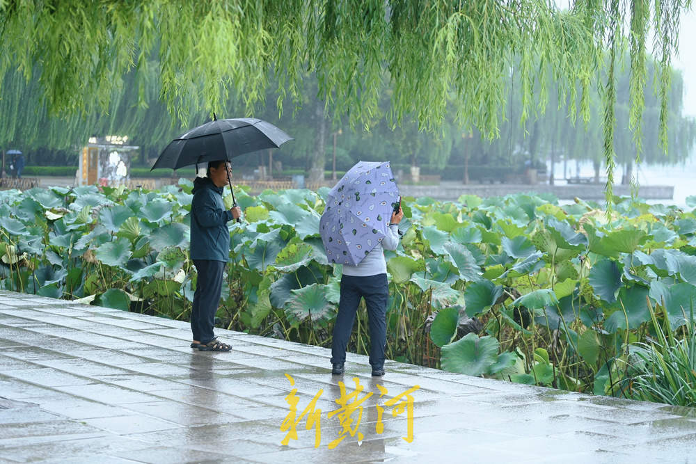 秋雨霏霏，大明湖秋荷引游人驻足