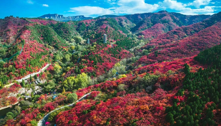 一年四季 泉在济南丨漫山红遍,红叶谷赏秋正当时