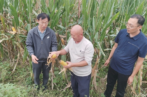 风雨中的金穗保卫战