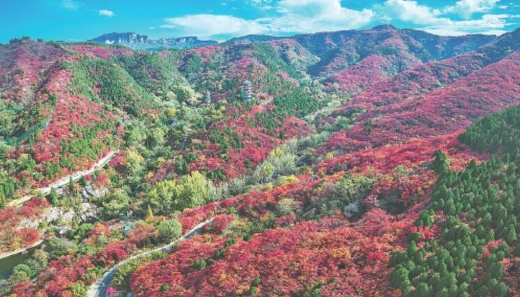 红叶提前登场!济南红叶谷秋色已浓