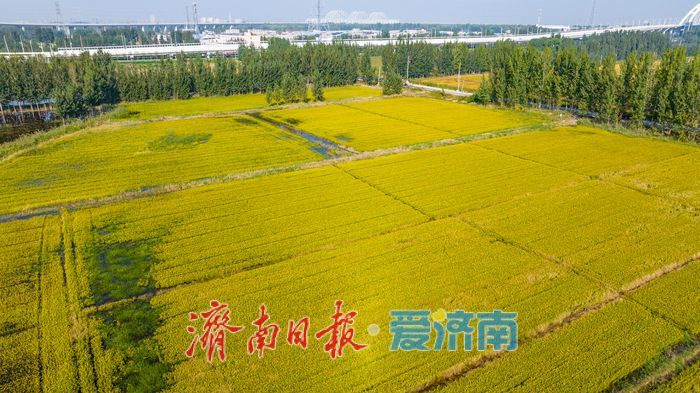 一年四季 泉在济南丨黄河岸畔稻花香：美里湖“金色丰收曲”即将奏响
