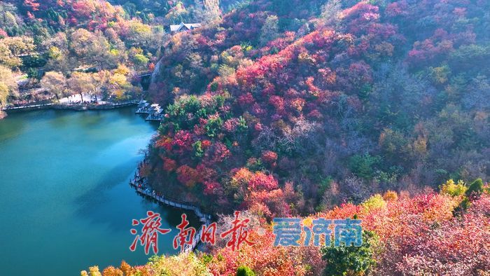 一年四季 泉在济南丨九如山秋日画卷徐徐展开，泉润红枫色彩斑斓